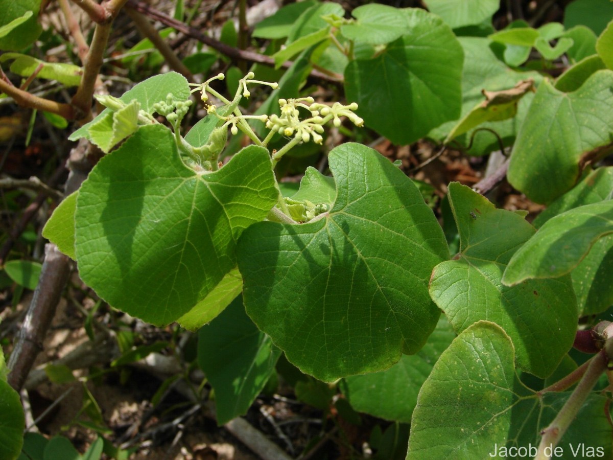 Cissus vitiginea L.